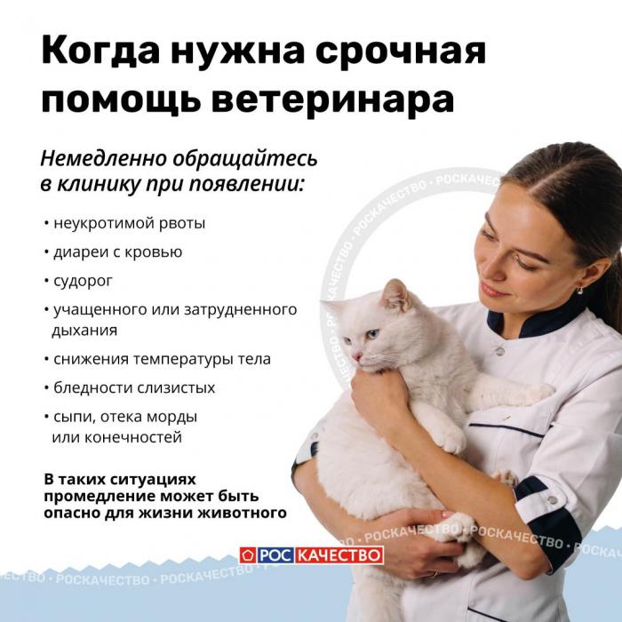 Чем нельзя угощать животных: список опасных продуктов