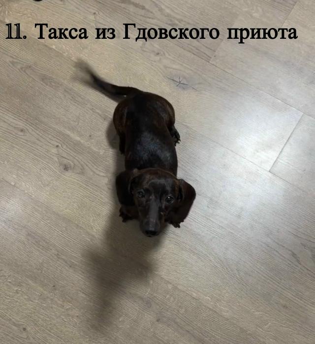 Краткая информация по собакам 
