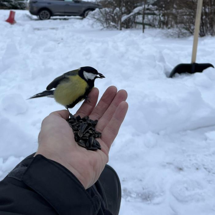 Гости кормушки