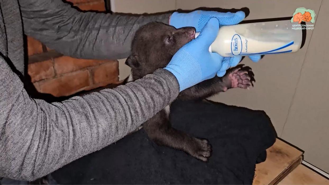Кормление малышей
