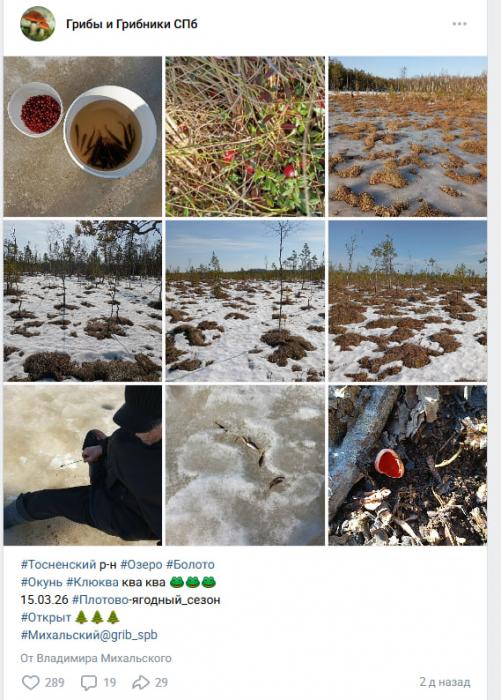 Ягодный сезон в Ленобласти