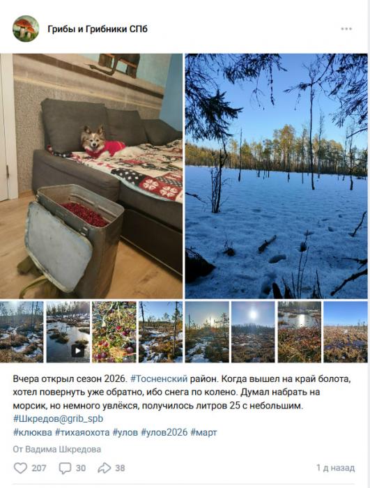 Ягодный сезон в Ленобласти