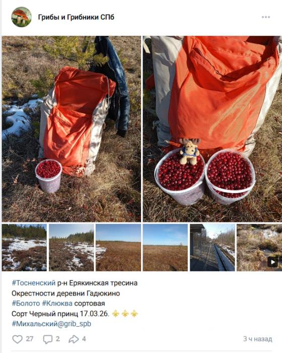 Ягодный сезон в Ленобласти