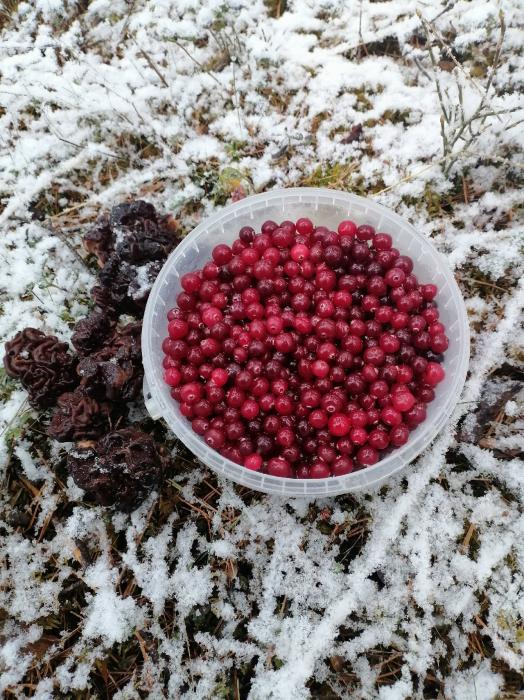 Снежная грибная охота 