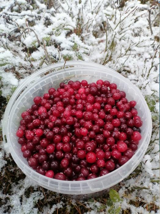 Снежная грибная охота 