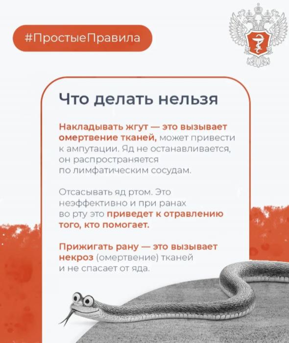 Что делать, если укусила змея