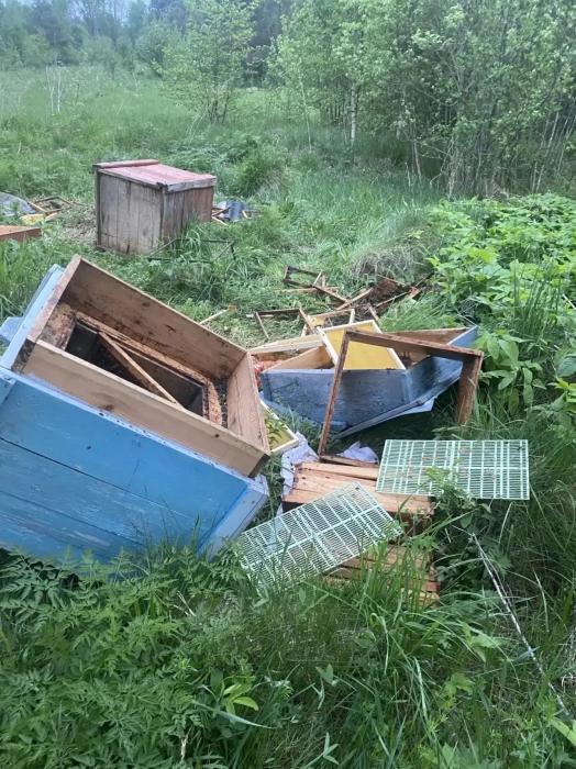 Медведь разворотил пасеку в Опочецком районе 