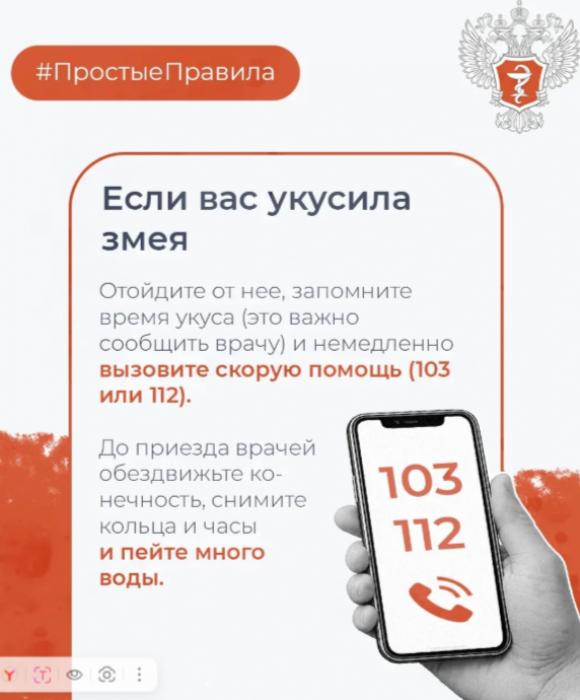 Что делать, если укусила змея