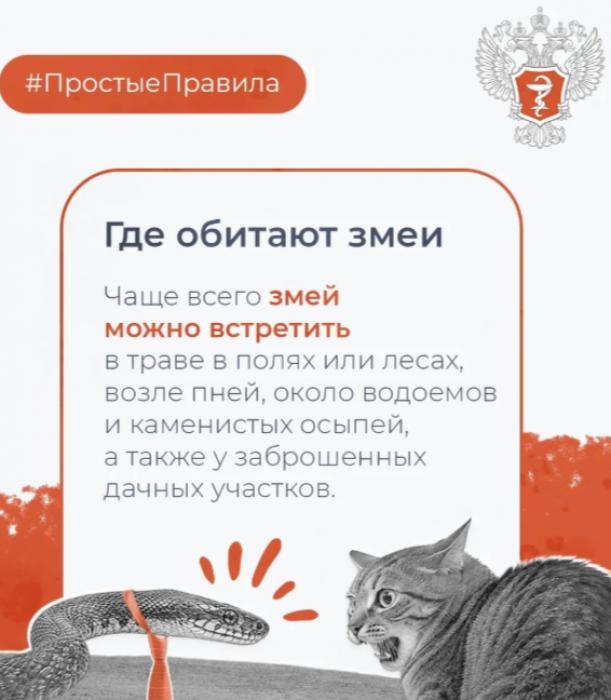 Что делать, если укусила змея