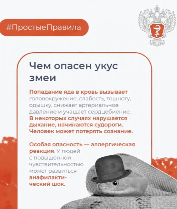 Что делать, если укусила змея