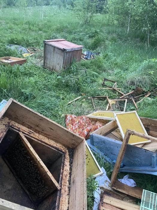 Медведь разворотил пасеку в Опочецком районе 