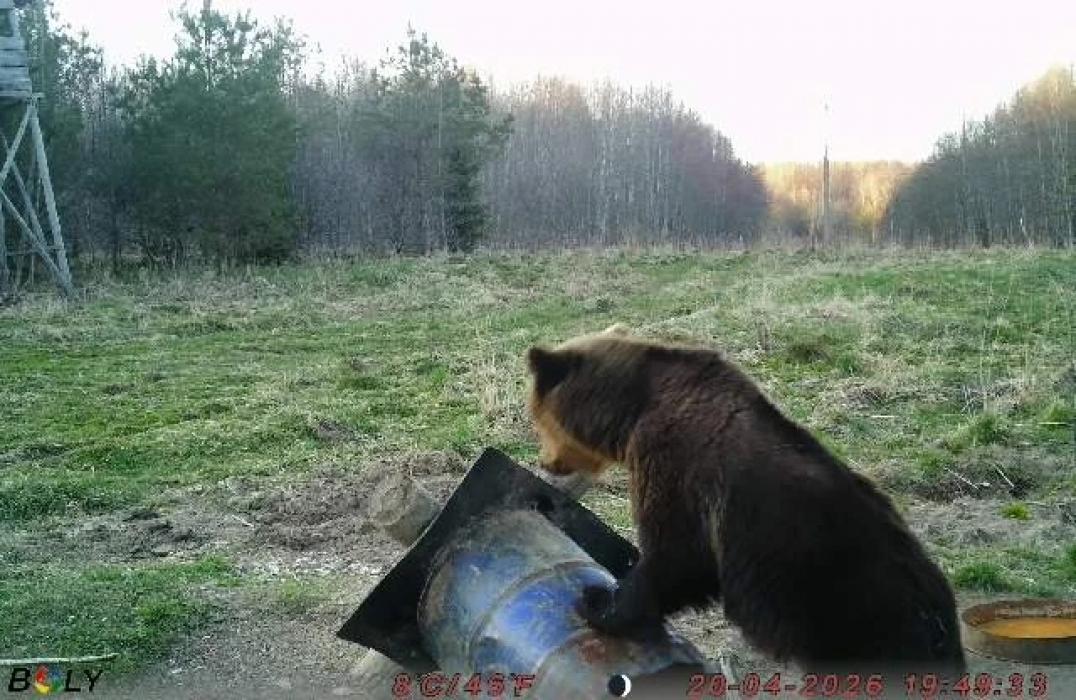 Медведь попал в фотоловушку