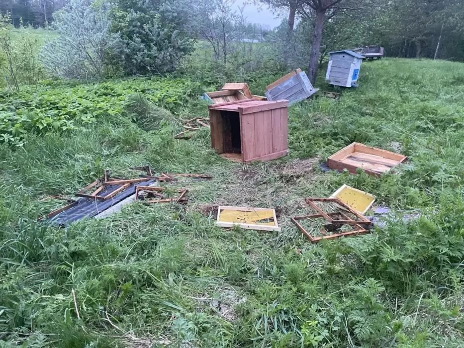 Медведь разворотил пасеку в Опочецком районе 