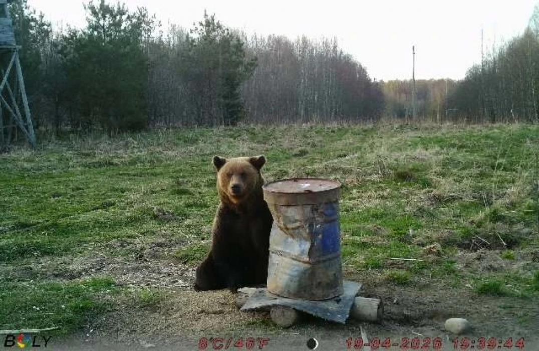 Медведь попал в фотоловушку