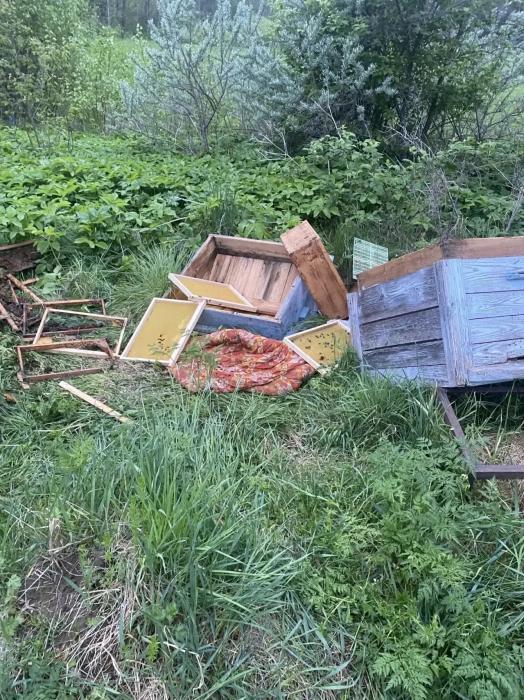 Медведь разворотил пасеку в Опочецком районе 