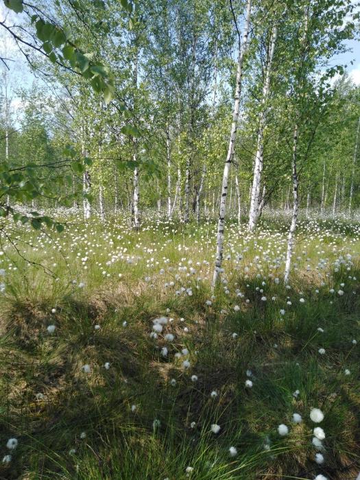 Пушица
