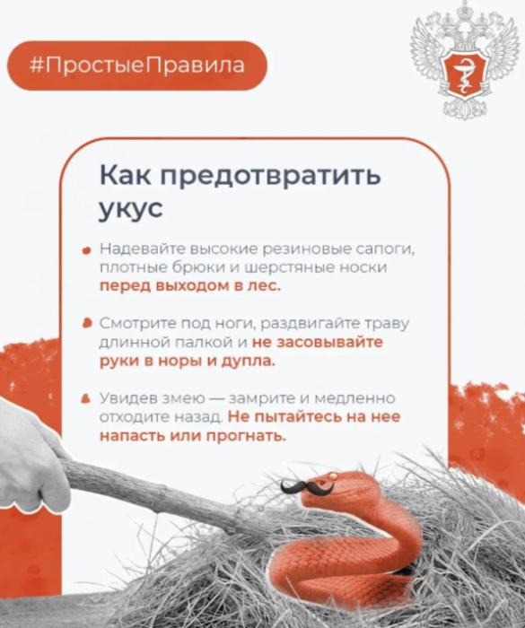 Что делать, если укусила змея