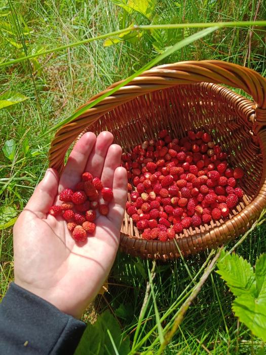 Обабки пошли 