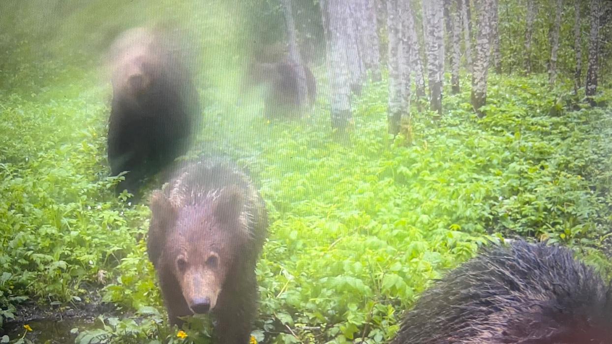 Не трое, а четверо: семейство медведей попало в фотоловушку в Псковской области