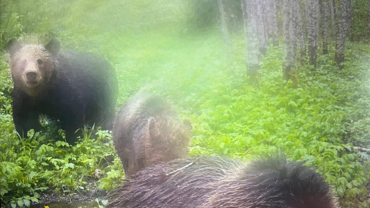 Не трое, а четверо: семейство медведей попало в фотоловушку в Псковской области