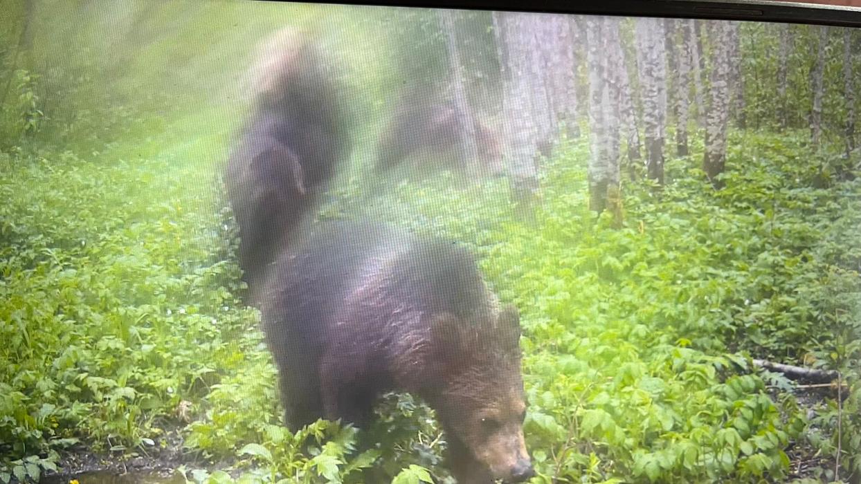 Не трое, а четверо: семейство медведей попало в фотоловушку в Псковской области