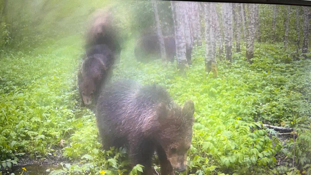 Не трое, а четверо: семейство медведей попало в фотоловушку в Псковской области