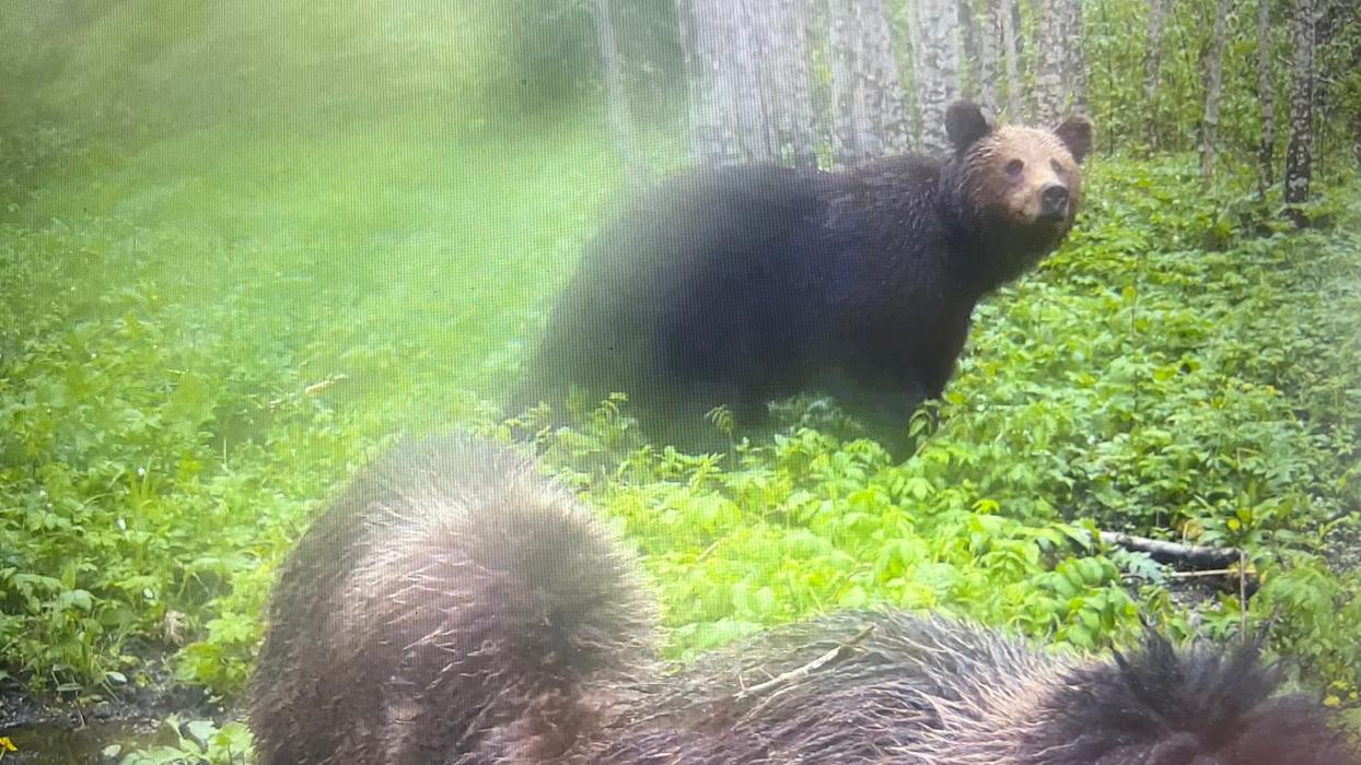 Не трое, а четверо: семейство медведей попало в фотоловушку в Псковской области