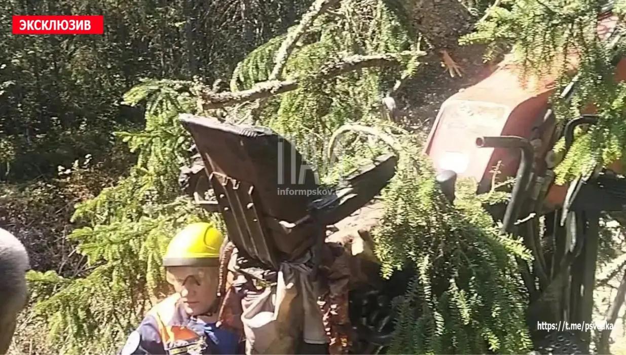 В Гдовском районе рабочего придавило упавшим деревом