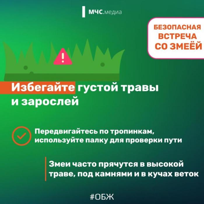 Встреча со змеёй: советы безопасности