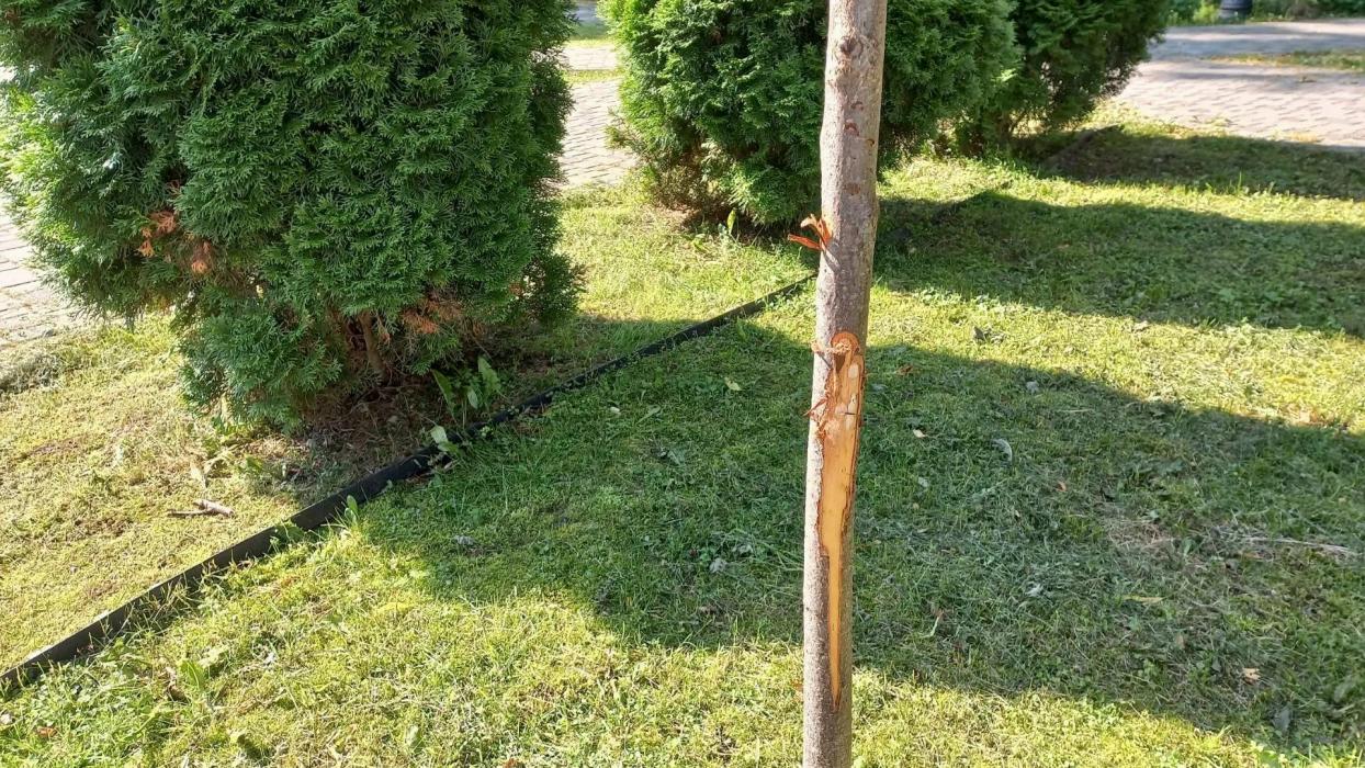 Молодые деревья в сквере у фонтана в Печорах пострадали от рук неизвестных