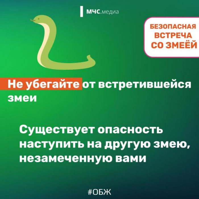 Встреча со змеёй: советы безопасности