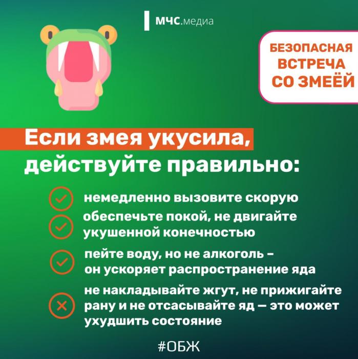 Встреча со змеёй: советы безопасности