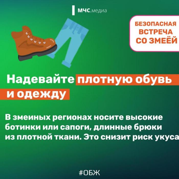 Встреча со змеёй: советы безопасности