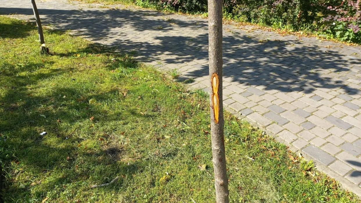 Молодые деревья в сквере у фонтана в Печорах пострадали от рук неизвестных