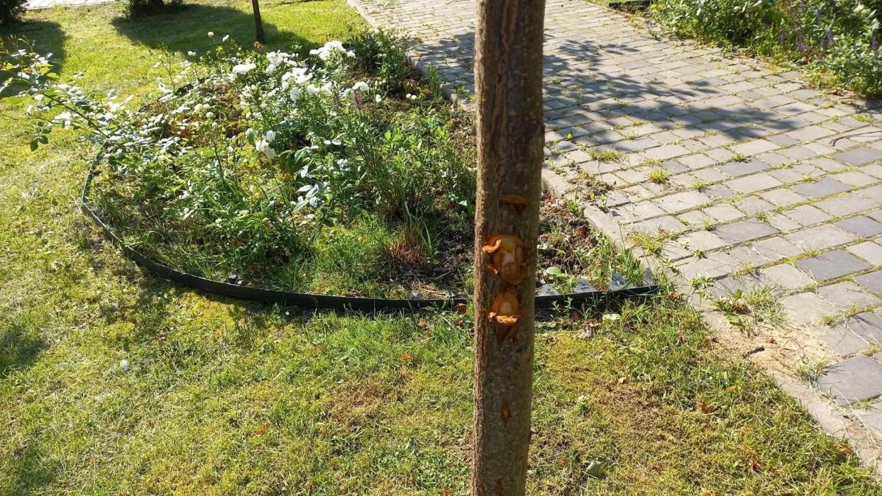 Молодые деревья в сквере у фонтана в Печорах пострадали от рук неизвестных