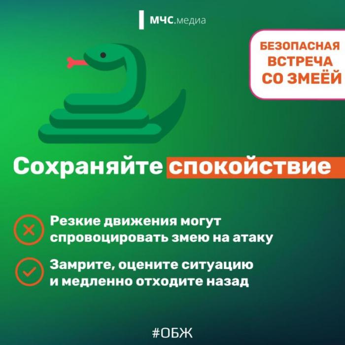 Встреча со змеёй: советы безопасности