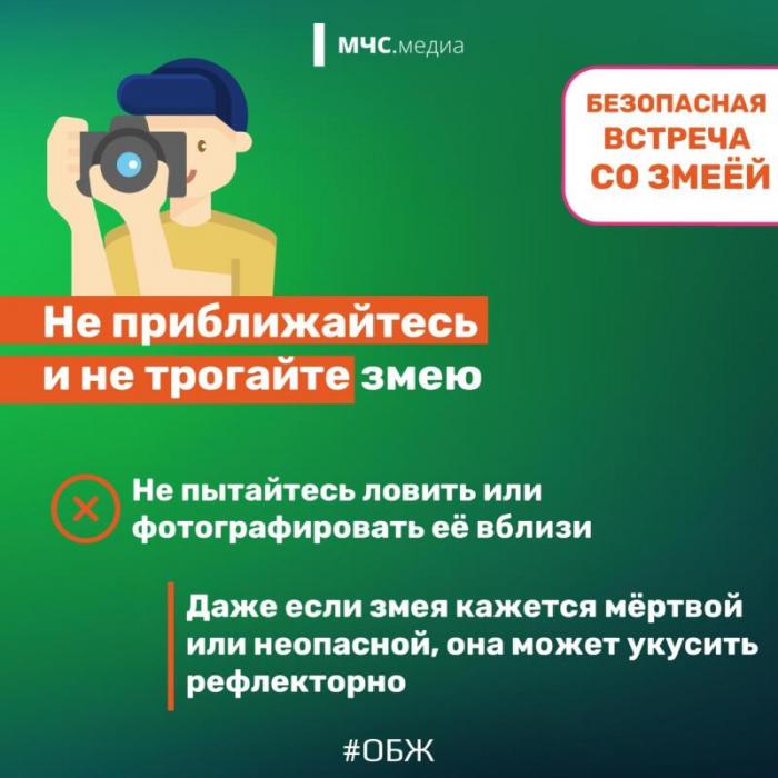 Встреча со змеёй: советы безопасности