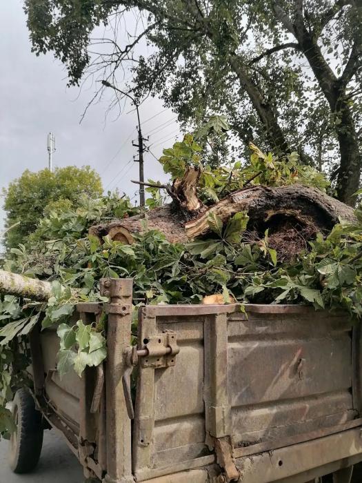 Последствия непогоды в Пыталовском районе