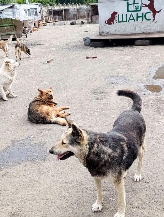 Помощь приюту в Пскове 
