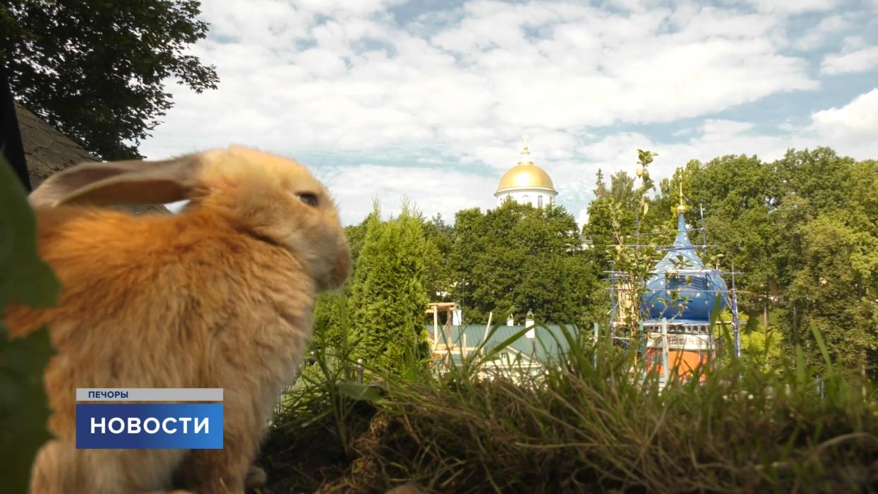 Как живут переданные в Псково-Печерский монастырь кролики