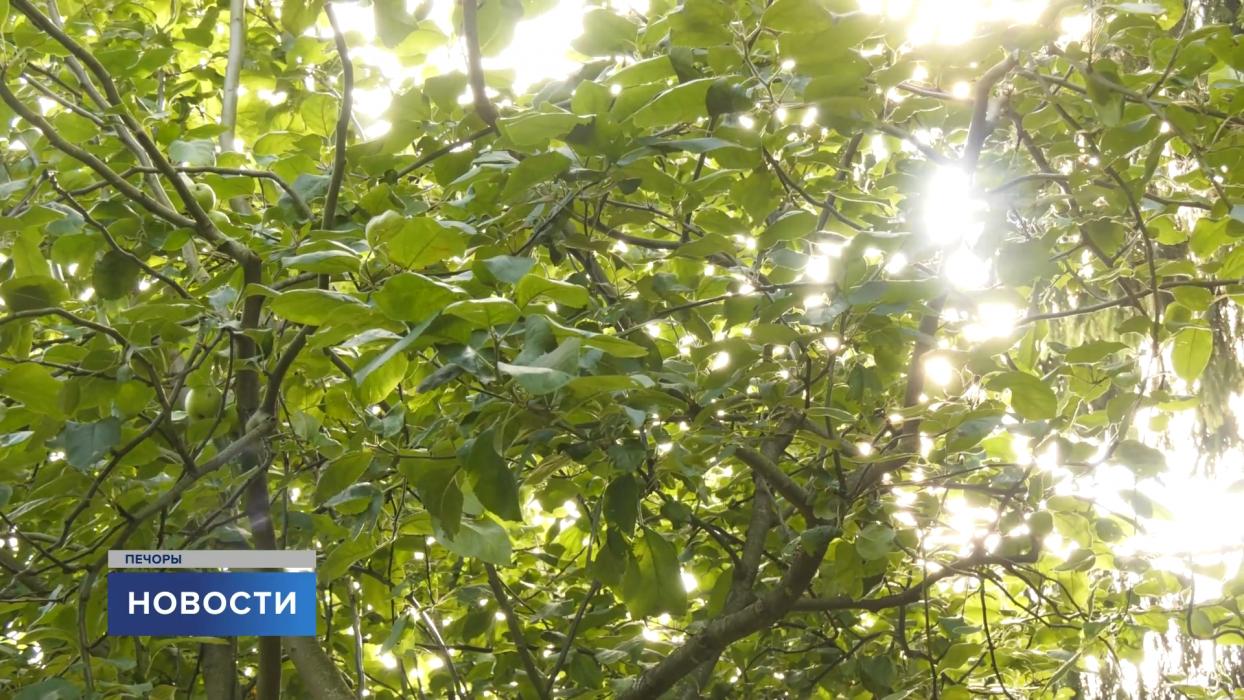 Как живут переданные в Псково-Печерский монастырь кролики