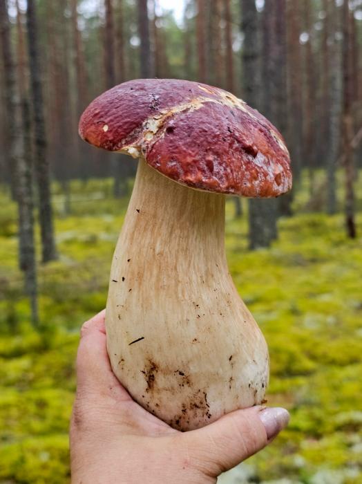 14 сентября. Гдовский район 