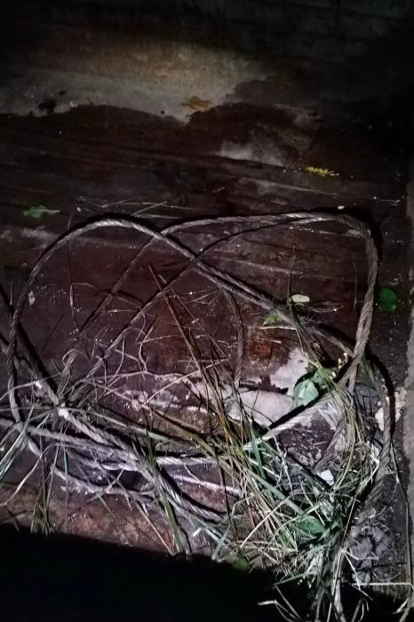 Погиб в страшных мучениях: браконьеры убили лося в Псковском районе