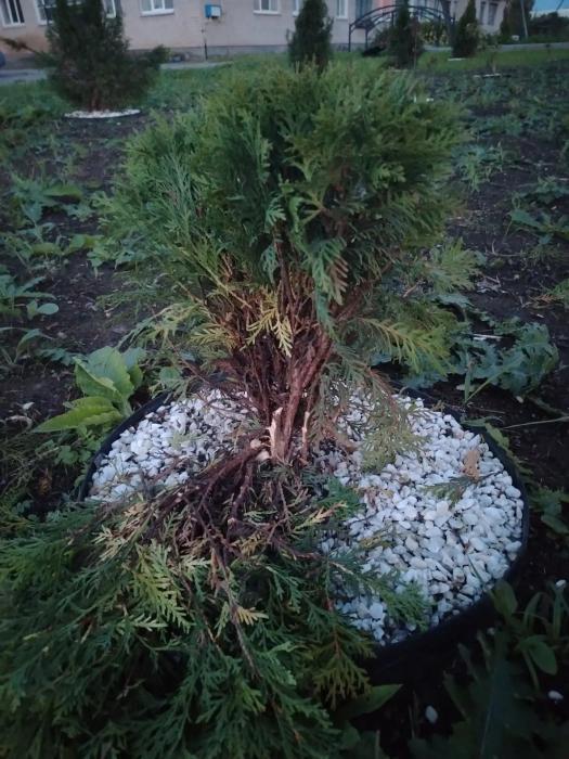 Неизвестные изуродовали туи в Кунье