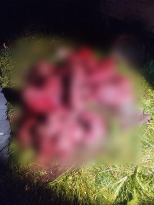 Погиб в страшных мучениях: браконьеры убили лося в Псковском районе