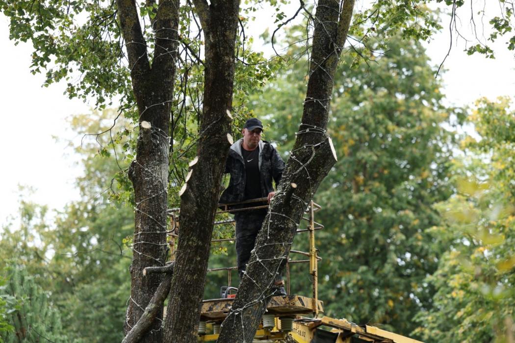 Аллею в честь 150-летия Союза театральных деятелей высадили в Пскове