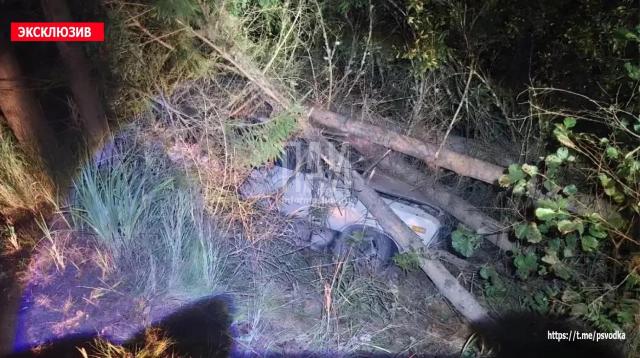Три человека пострадали в ДТП с лосем в Плюсском районе