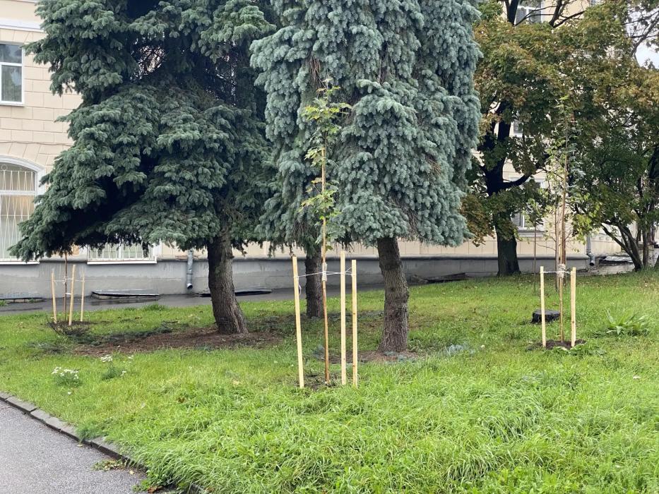 Высадка деревьев
