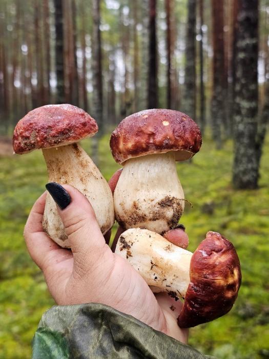 Грибы в Гдовском округе