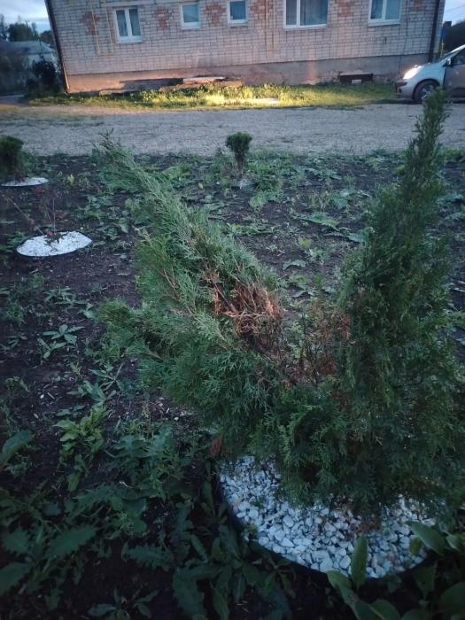 Неизвестные изуродовали туи в Кунье